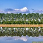 Row Of Trees